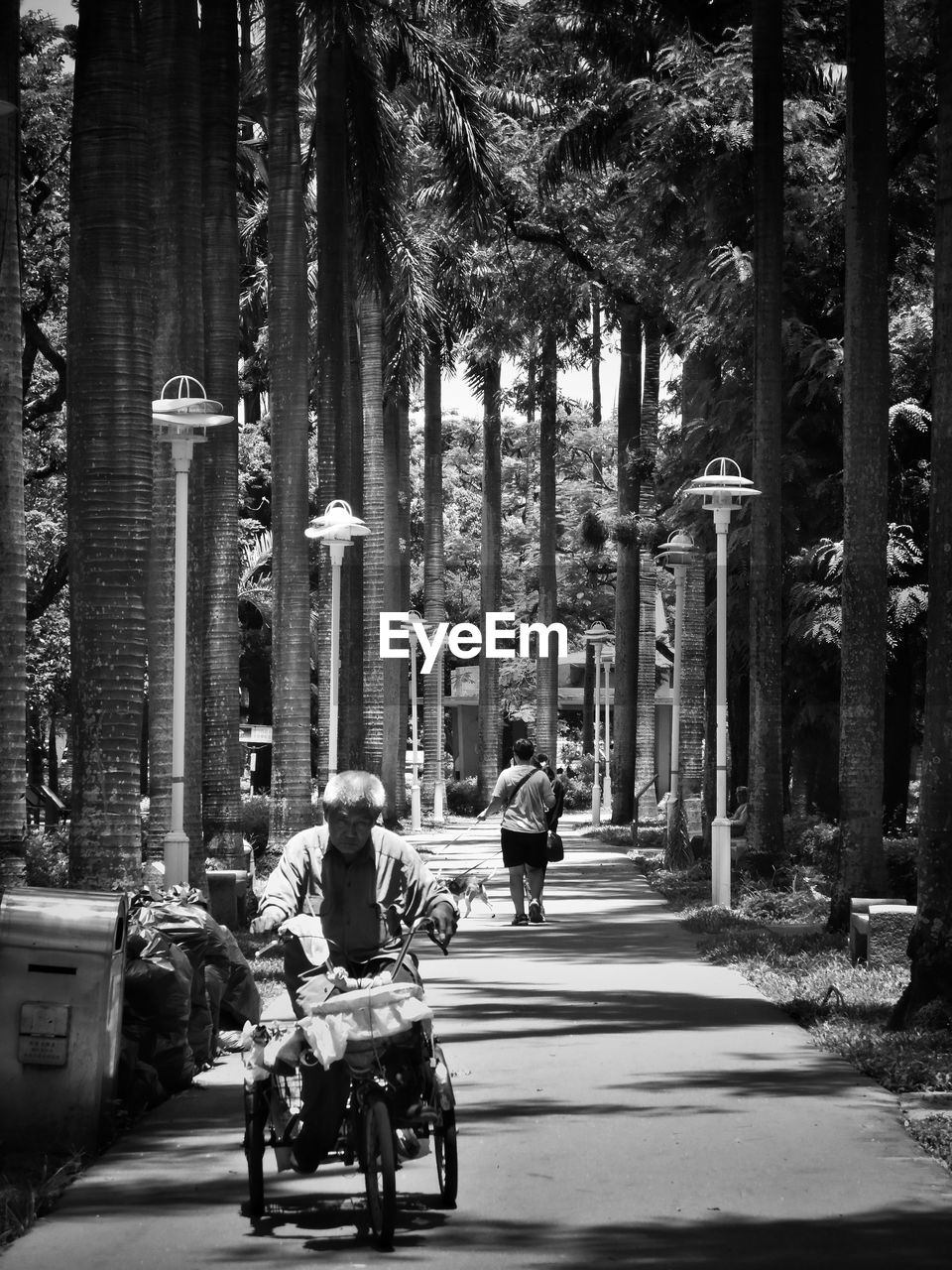 PEOPLE WALKING ON ROAD ALONG TREES