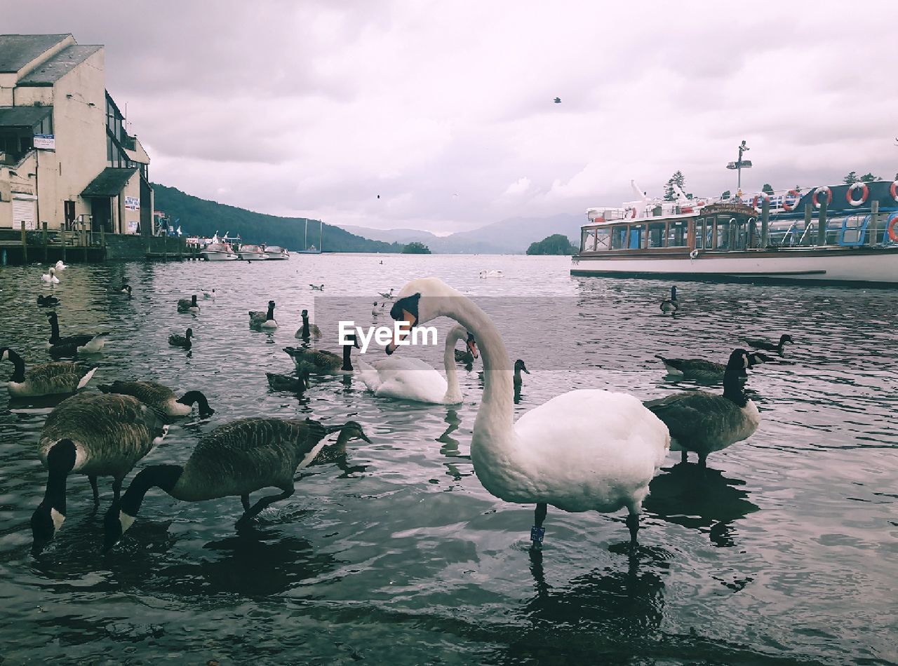 Mute swans and canada geese in lake