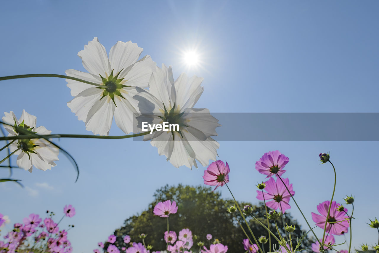 Low angle view of pink daisy flowers against clear blue sky