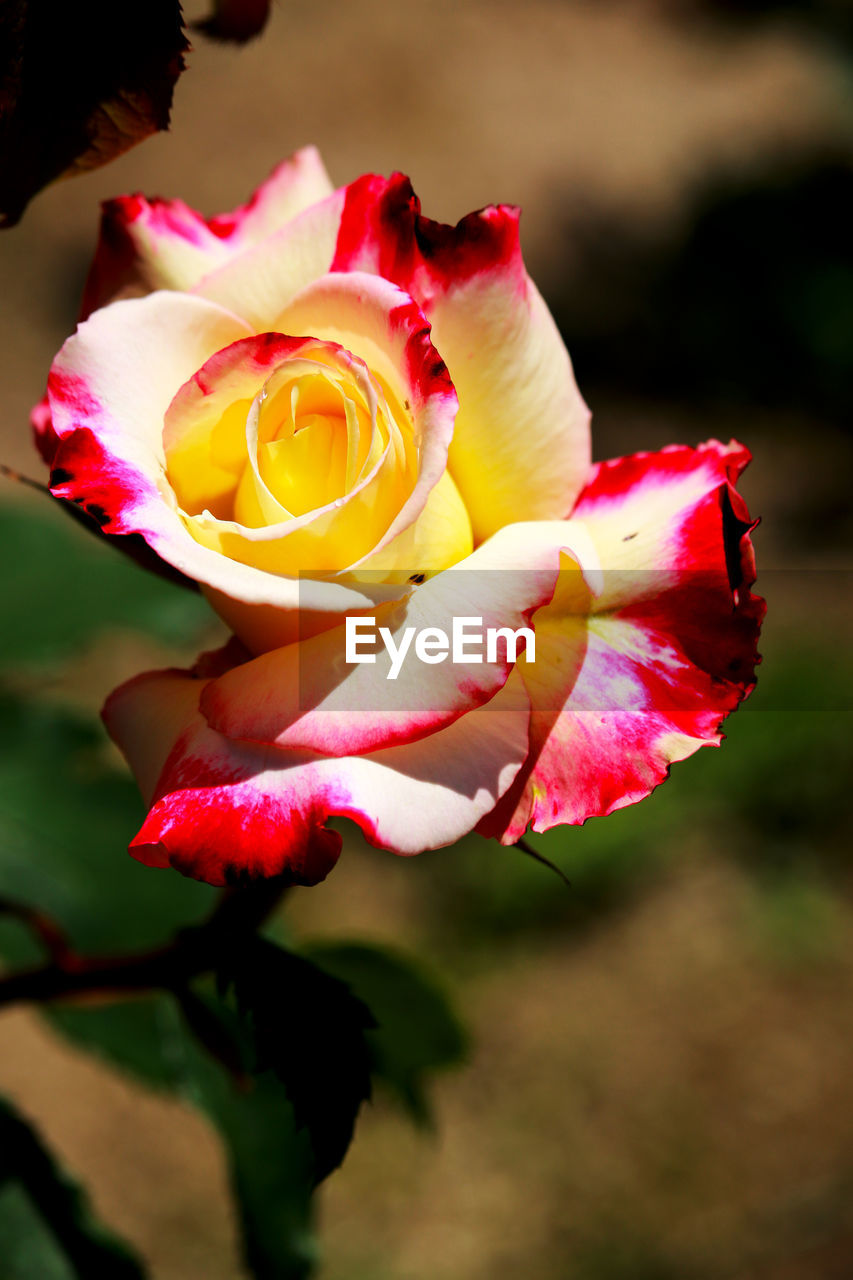 CLOSE-UP OF RED ROSE