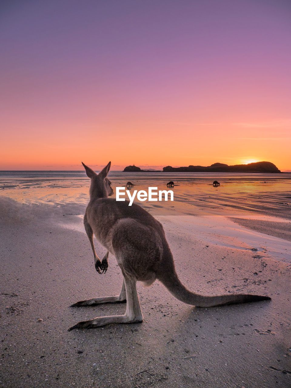 Kangaroo standing at beach against sky during sunset