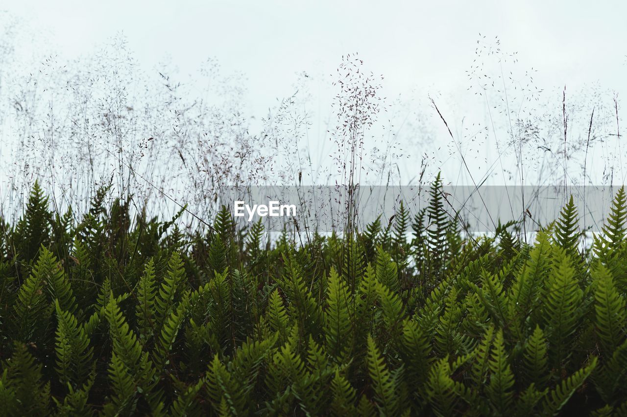 Plants growing on field