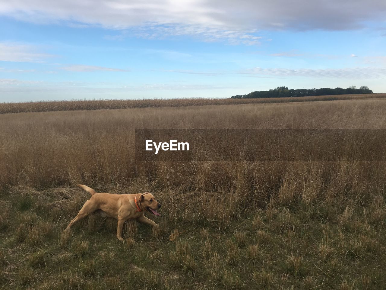 DOG STANDING ON FIELD