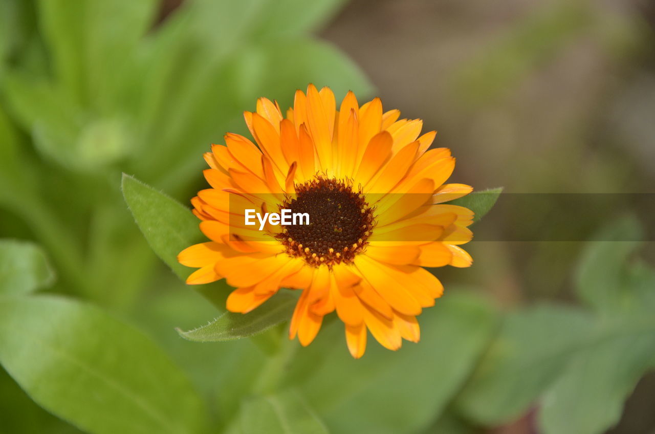 Close-up of yellow flower