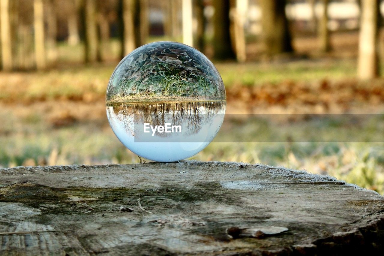 Close-up of crystal ball on tree trunk 
