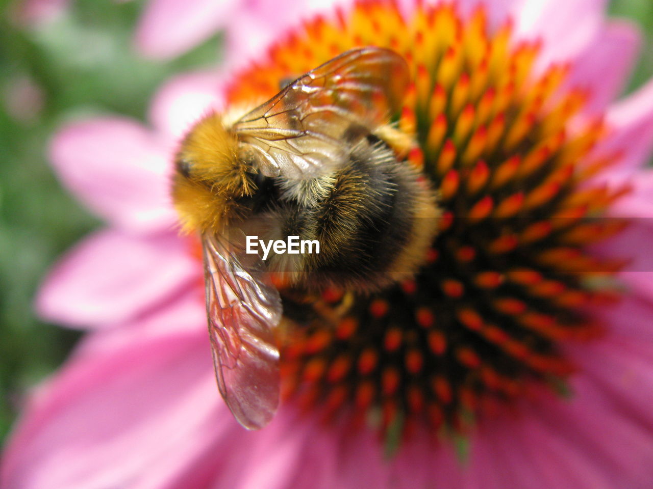 CLOSE-UP OF HONEY BEE POLLINATING ON FLOWER