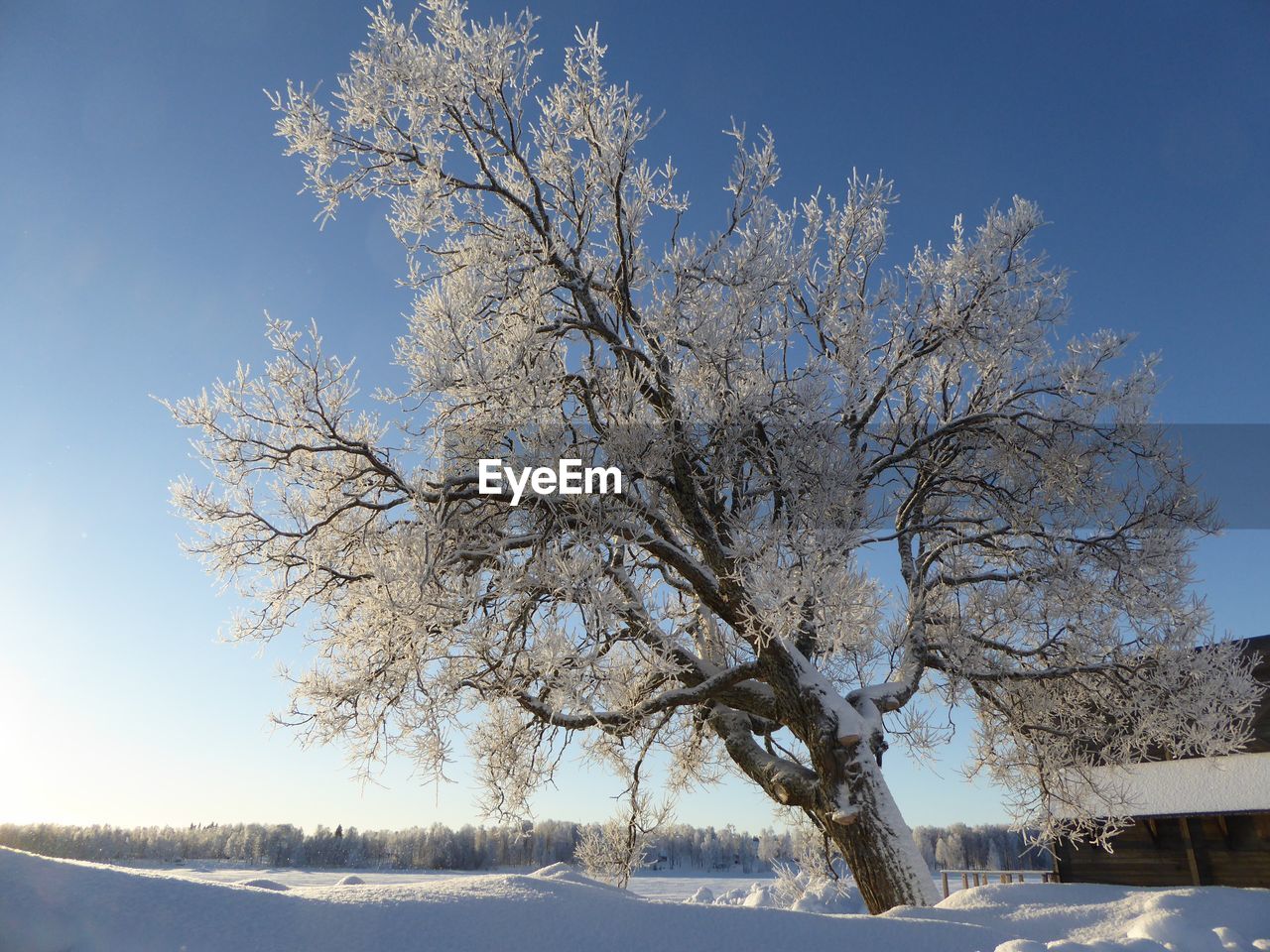 Bare tree against snow covered landscape