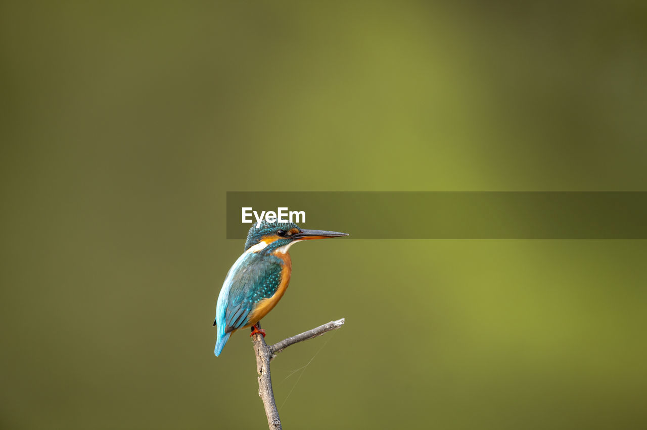 BIRD PERCHING ON A PLANT