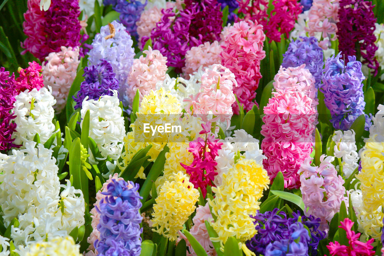 High angle view of colorful hyacinth blooming on field
