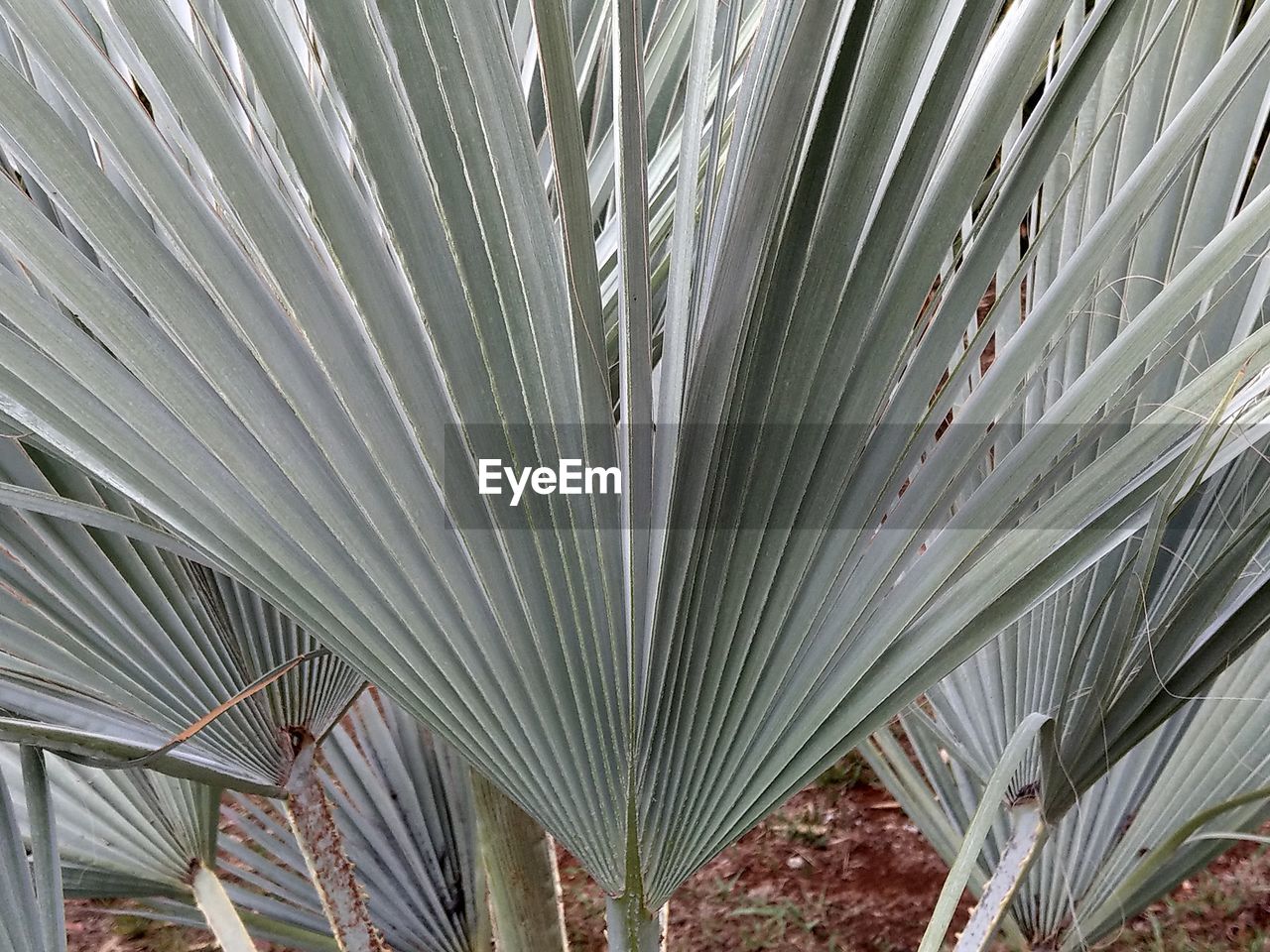 CLOSE-UP OF PALM LEAVES