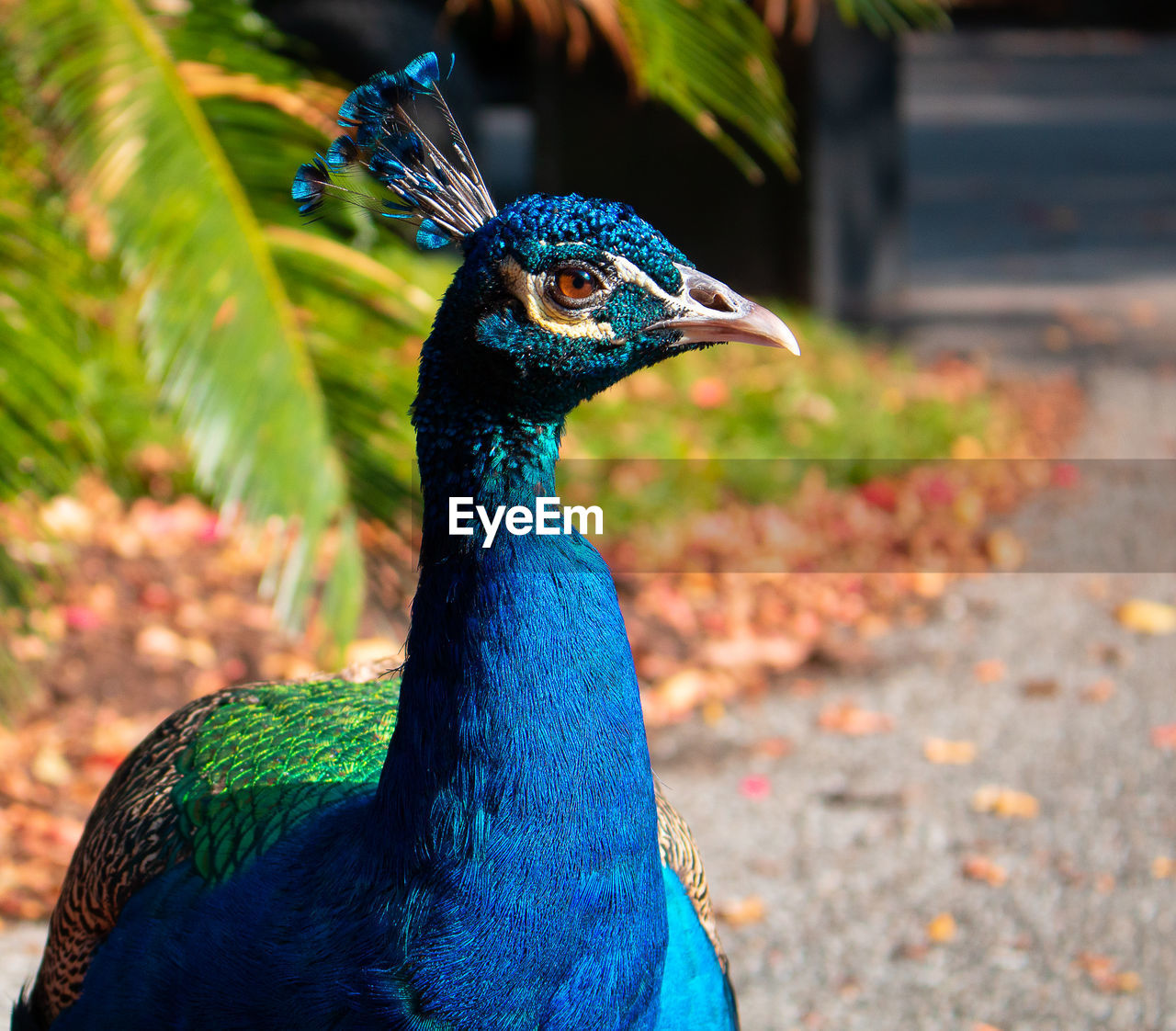 Close-up of a peacock