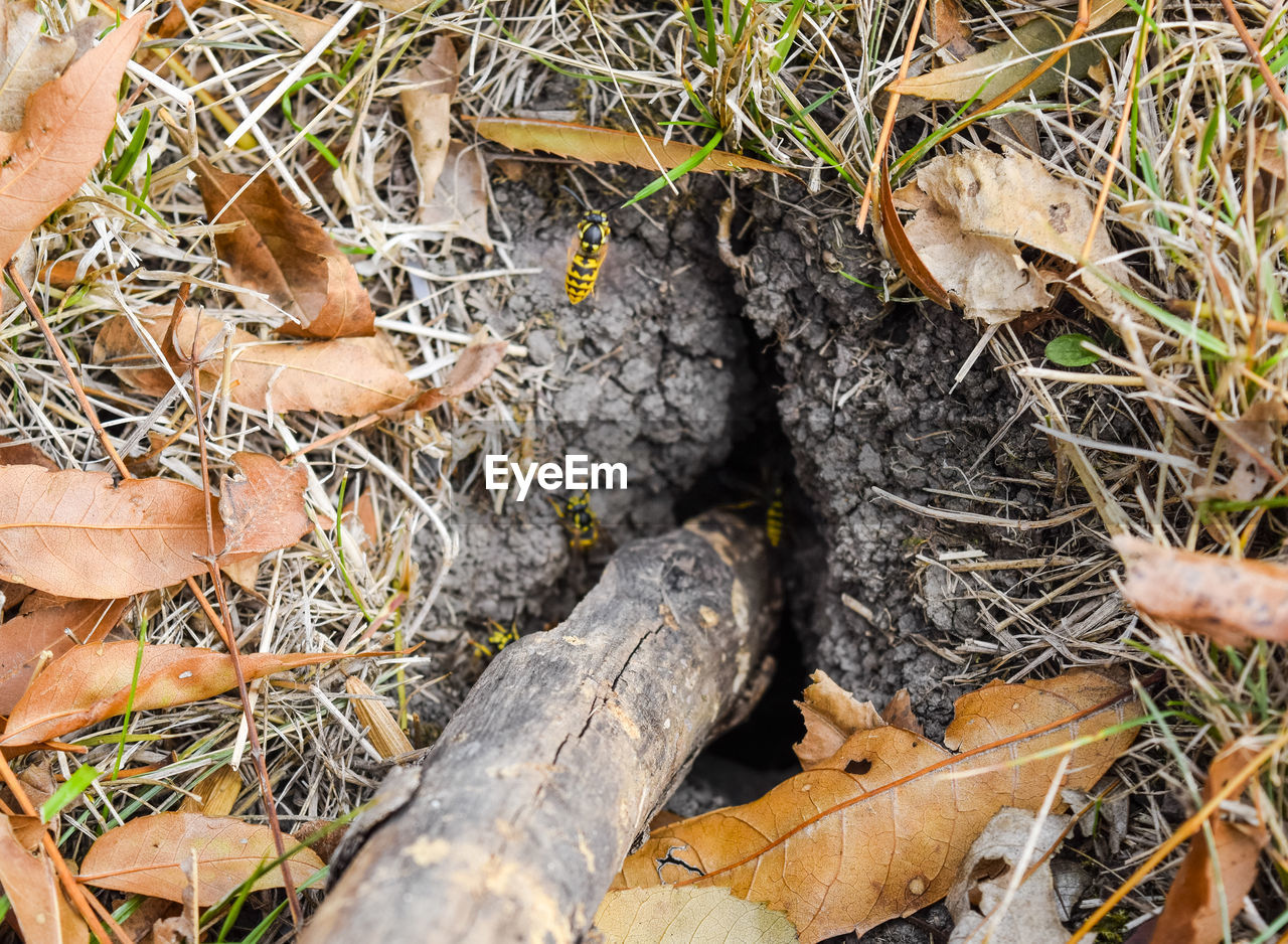 CLOSE-UP OF SNAKE ON FIELD