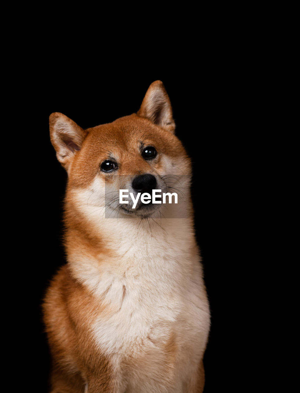 Close-up of dog looking away against black background. shiba inu puppy pet