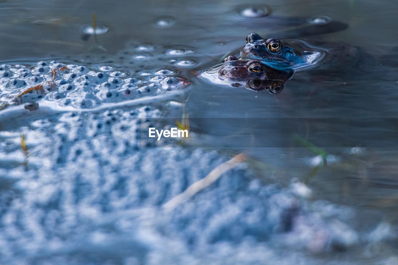 CLOSE-UP OF FISH IN WATER