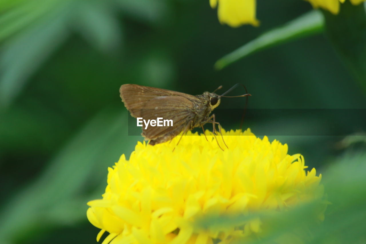 BUTTERFLY ON FLOWER