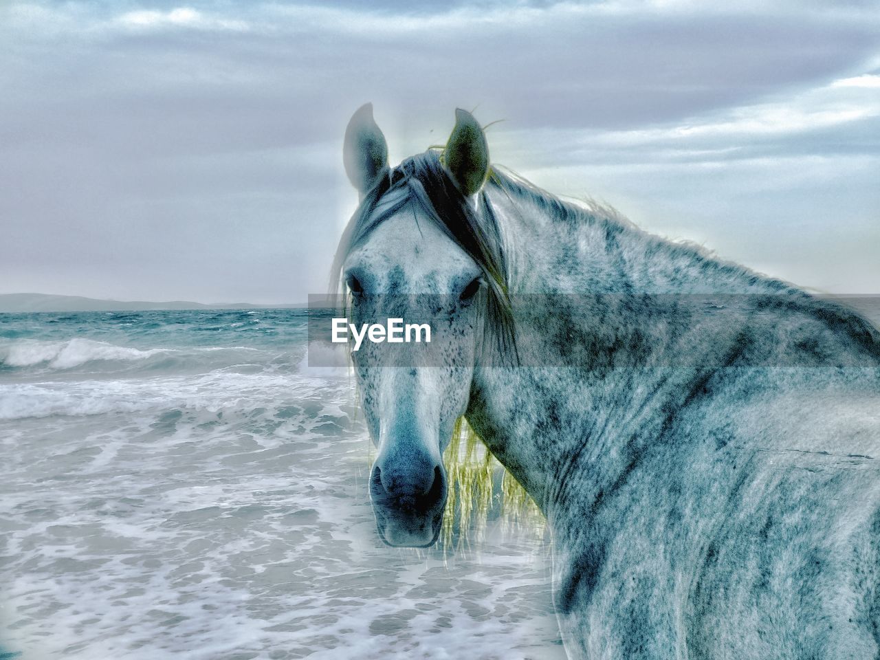 HORSE IN A SEA AGAINST SKY