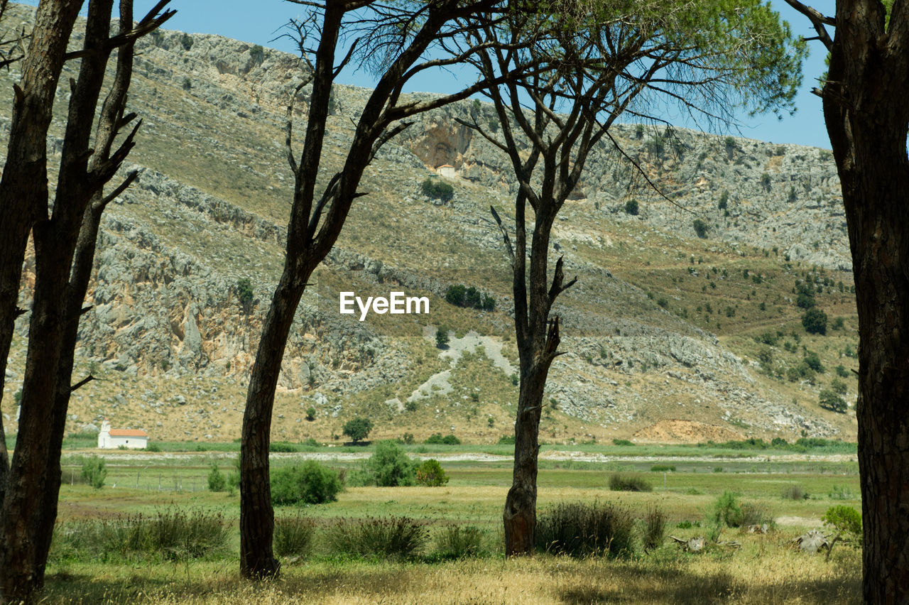 TREES ON FIELD AGAINST MOUNTAIN RANGE