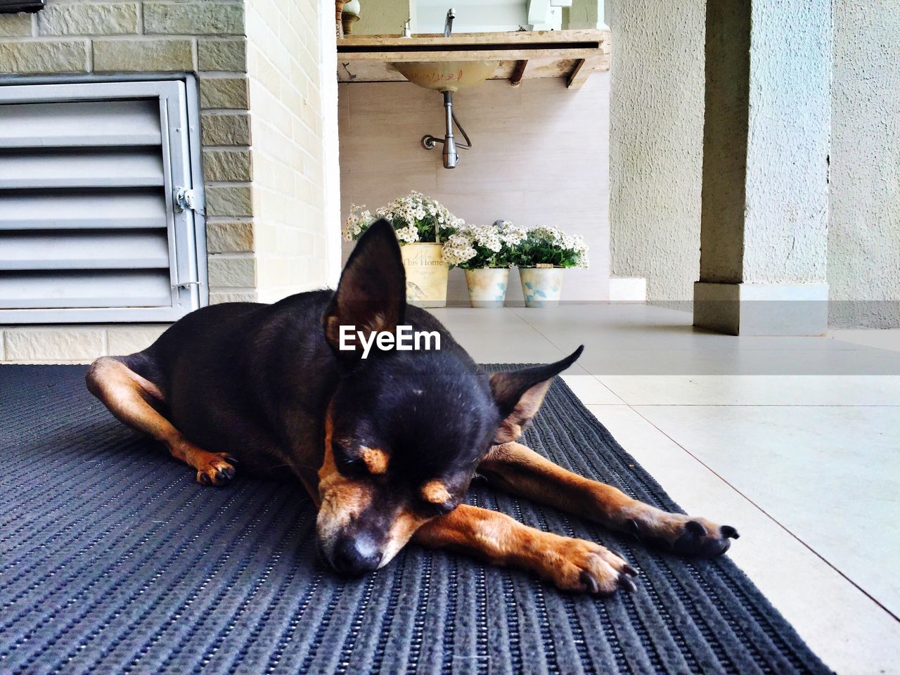 Close-up of chihuahua resting on carpet