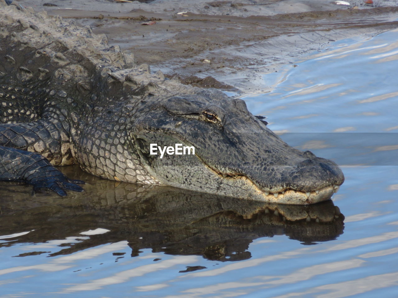 CLOSE-UP OF CROCODILE ON RIVER