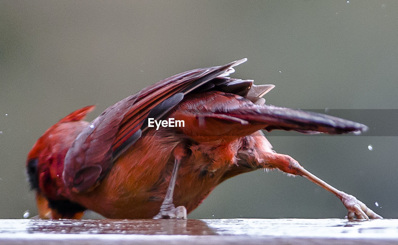 CLOSE-UP OF A BIRD