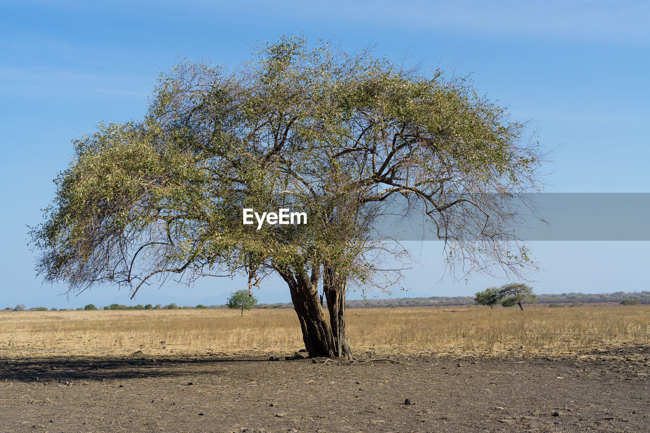 Tree on field against clear sky