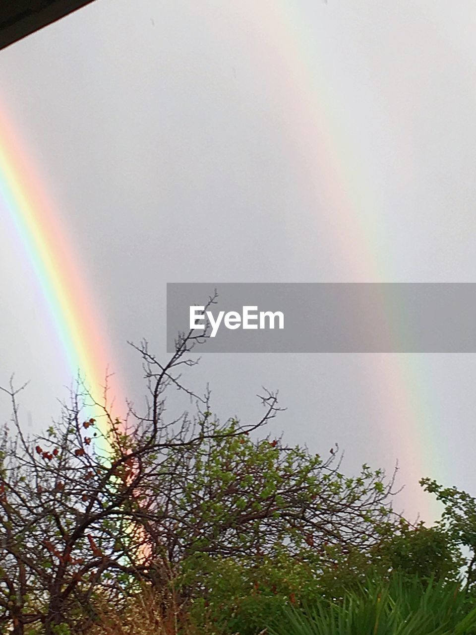 SCENIC VIEW OF RAINBOW OVER TREES