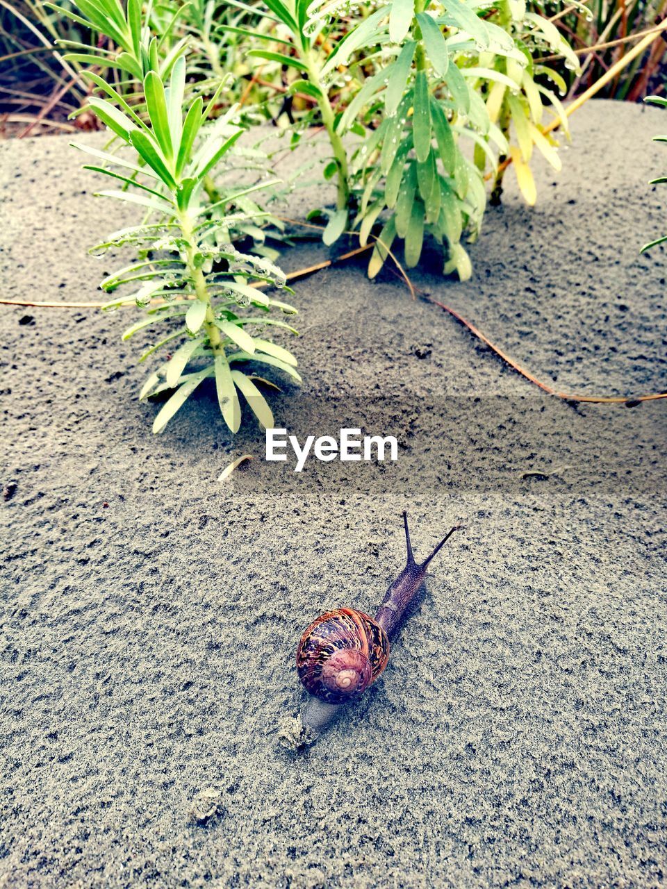 HIGH ANGLE VIEW OF A PLANT