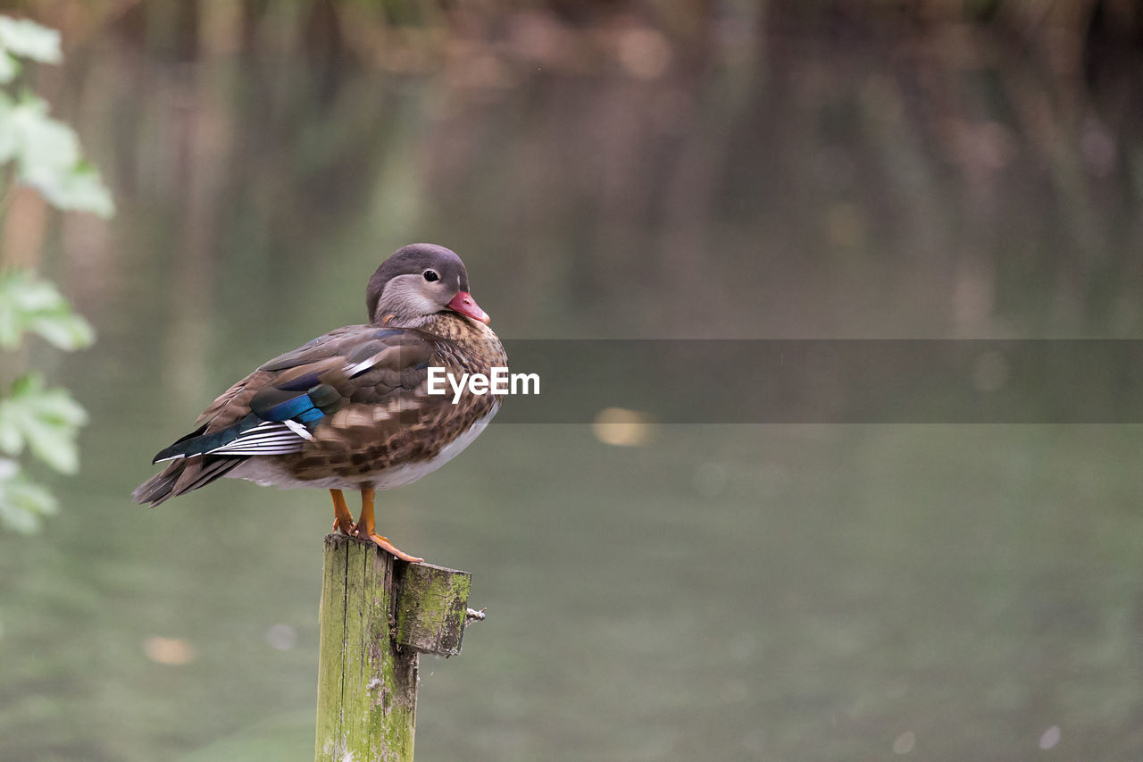 Close-up of bird perching on wooden post over lake