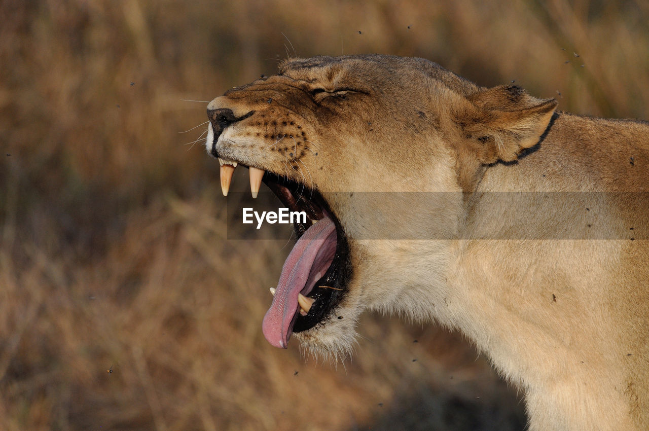 Close-up of a lion yawning