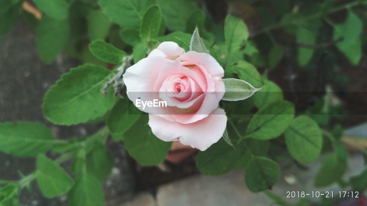 Close-up of pink rose