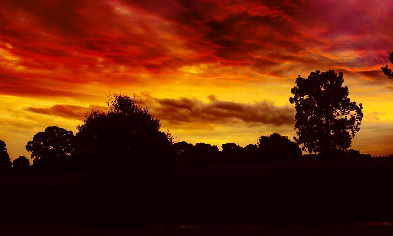 SILHOUETTE OF TREES AT SUNSET