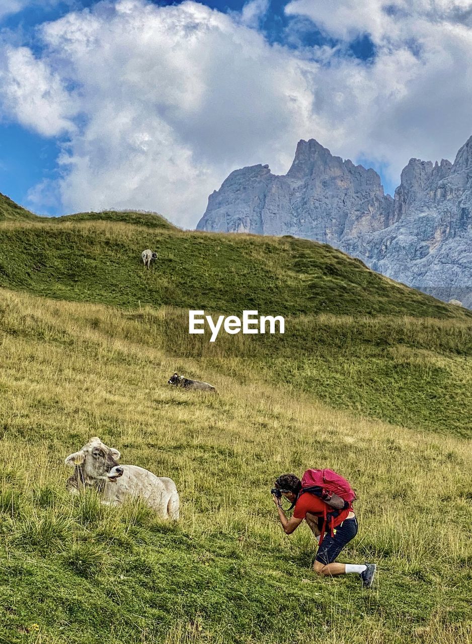 Rear view of man taking photos of a cow in the dolomites 