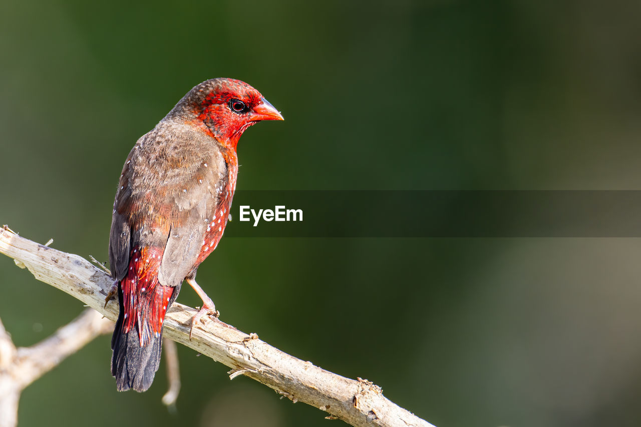 CLOSE-UP OF BIRD PERCHING ON A BRANCH