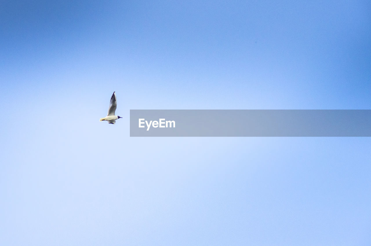 Bird on the background of a minimalistic image of the sky