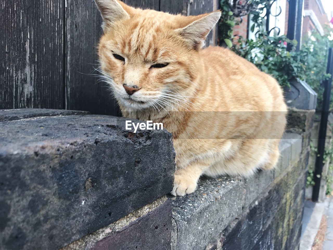 CLOSE-UP OF CAT LYING ON WALL