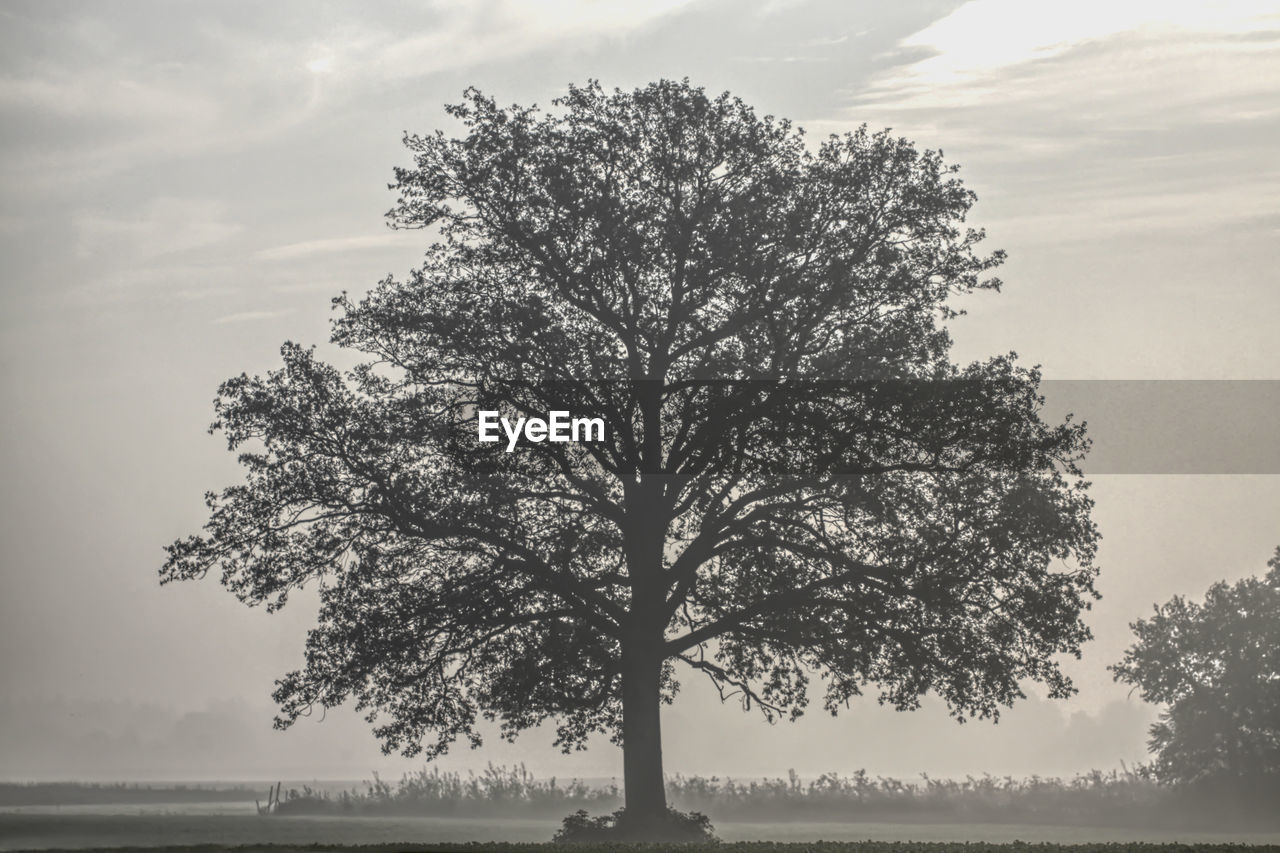 Silhouette tree against sky