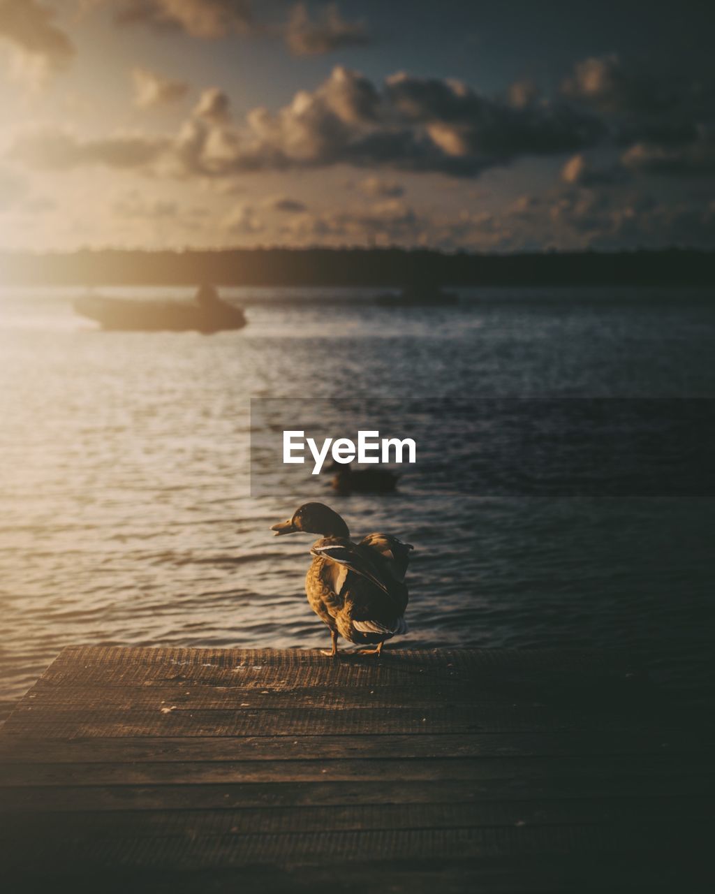 View of bird in sea against sunset sky