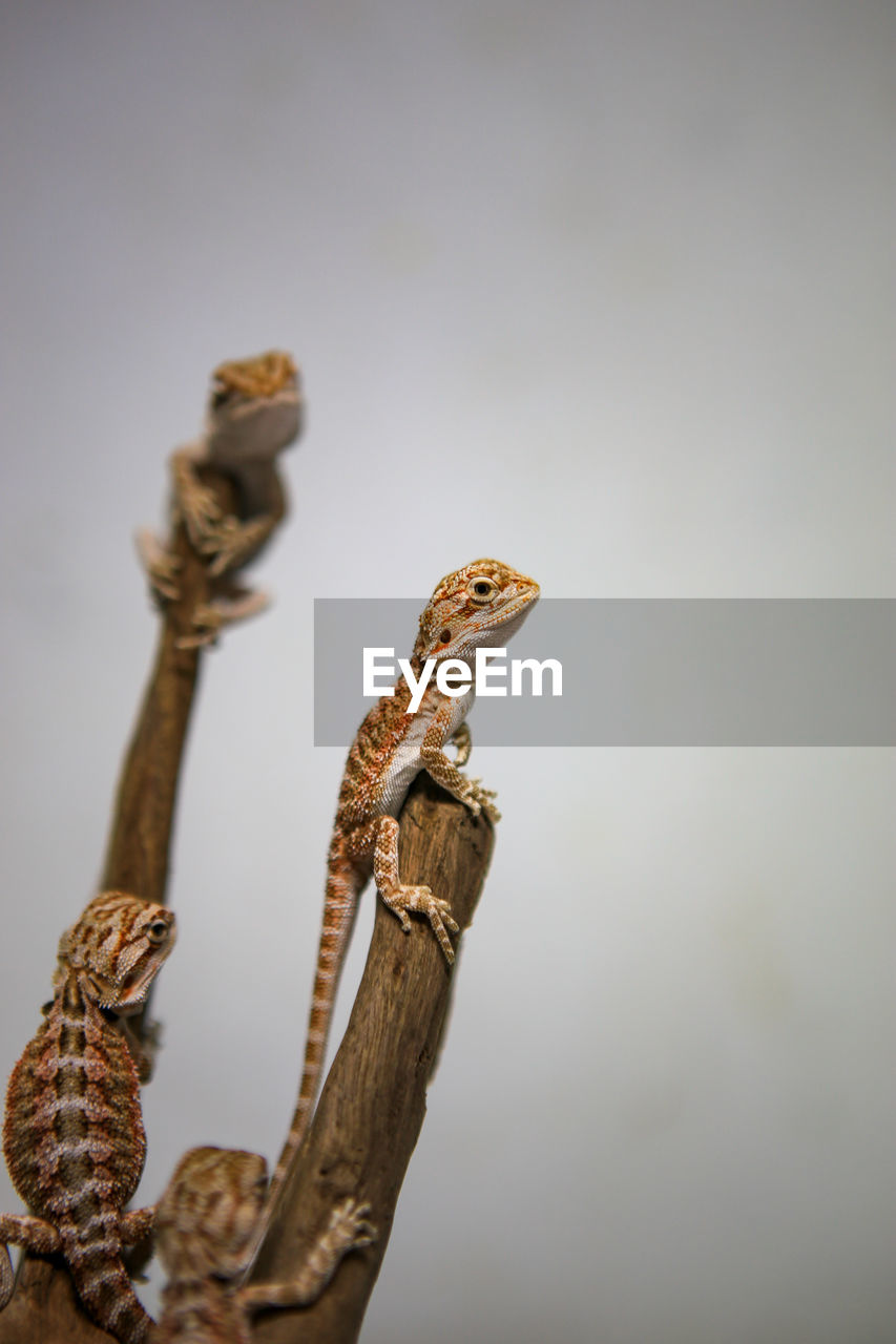 Close-up of a lizard on wood against sky