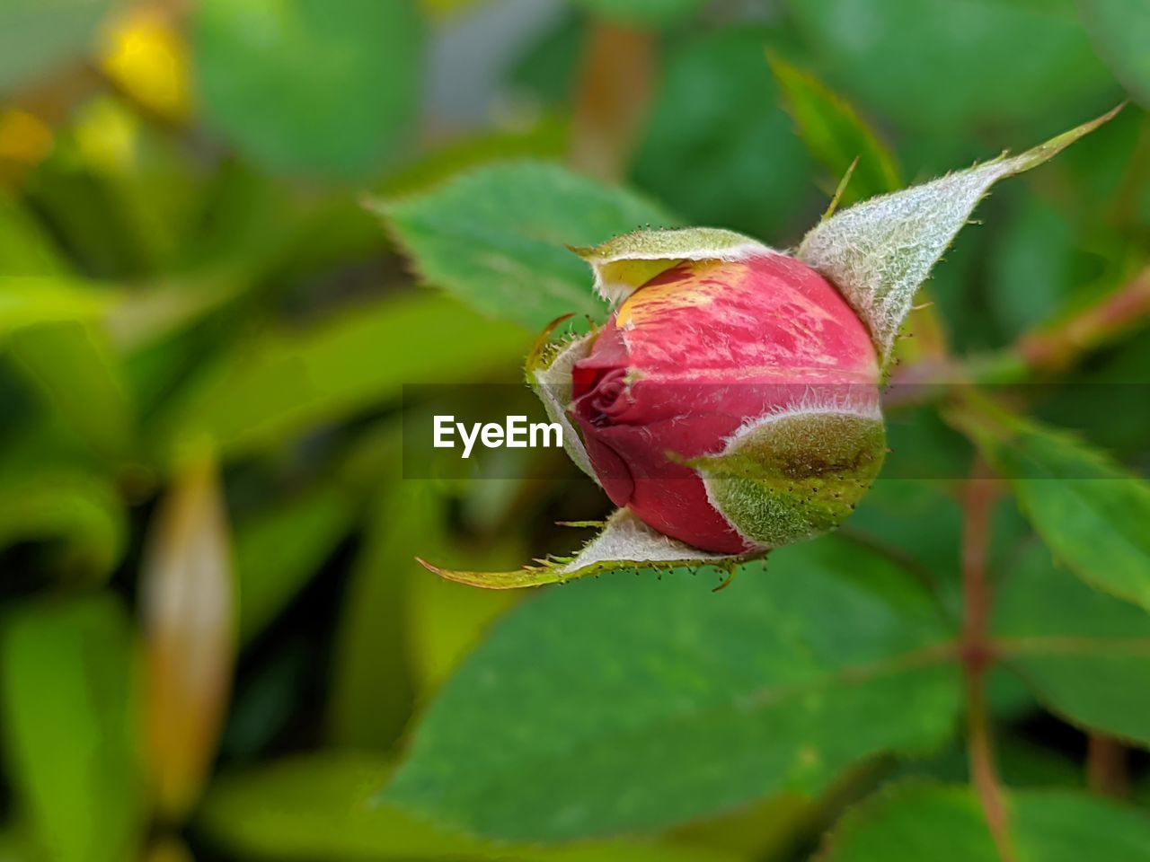 plant, flower, leaf, plant part, close-up, nature, growth, beauty in nature, freshness, blossom, bud, flowering plant, no people, green, macro photography, food, outdoors, food and drink, fruit, pink, focus on foreground, fragility, healthy eating, environment, tree, day, petal, selective focus, shrub, produce, red, wildflower