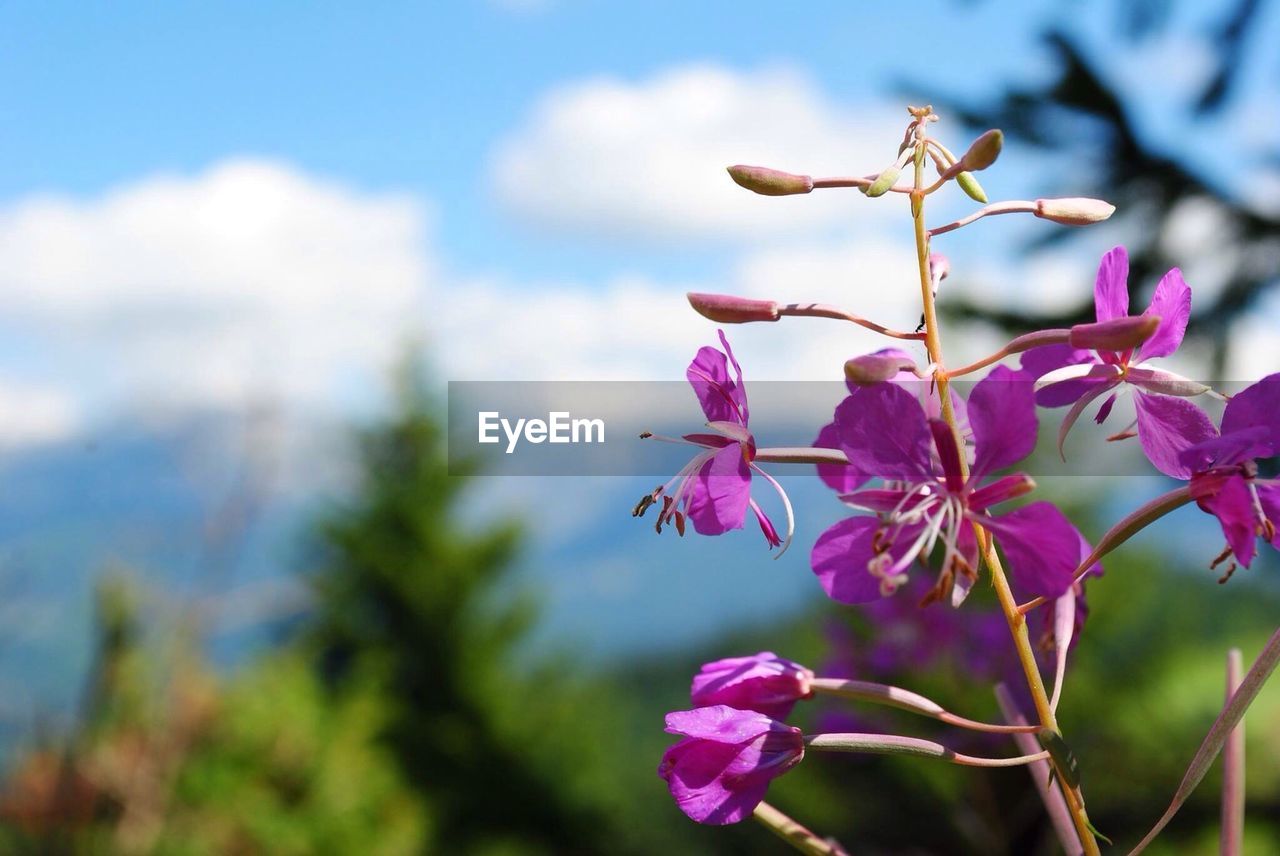 Close-up of pink flowers blooming in park
