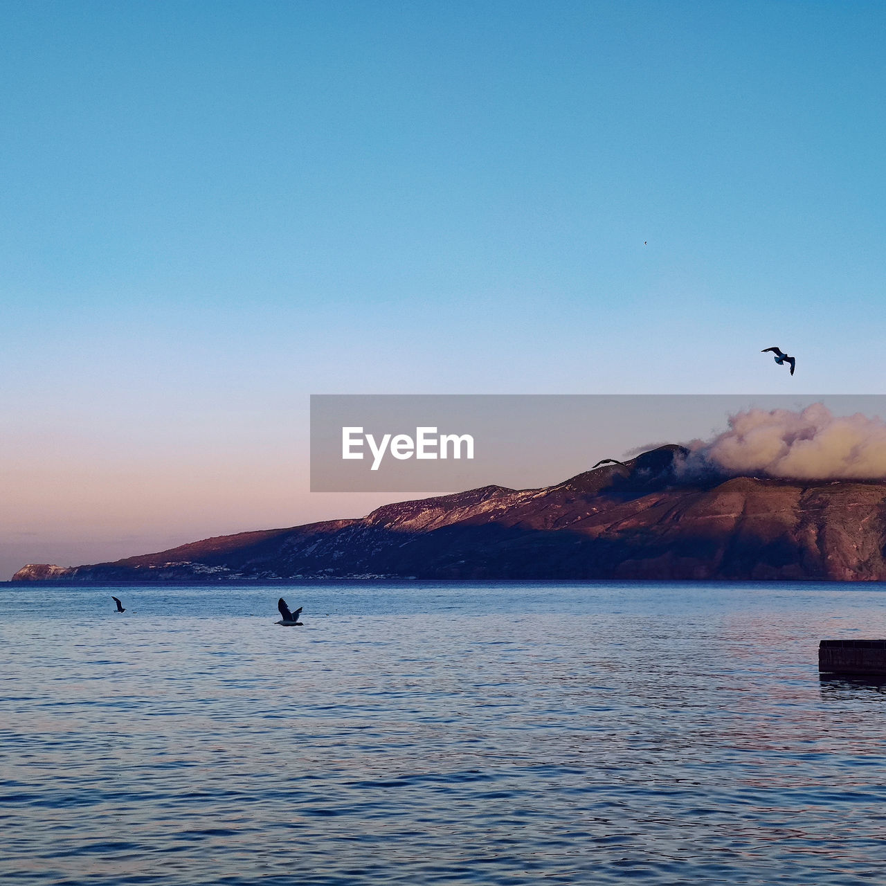 BIRDS FLYING OVER SEA