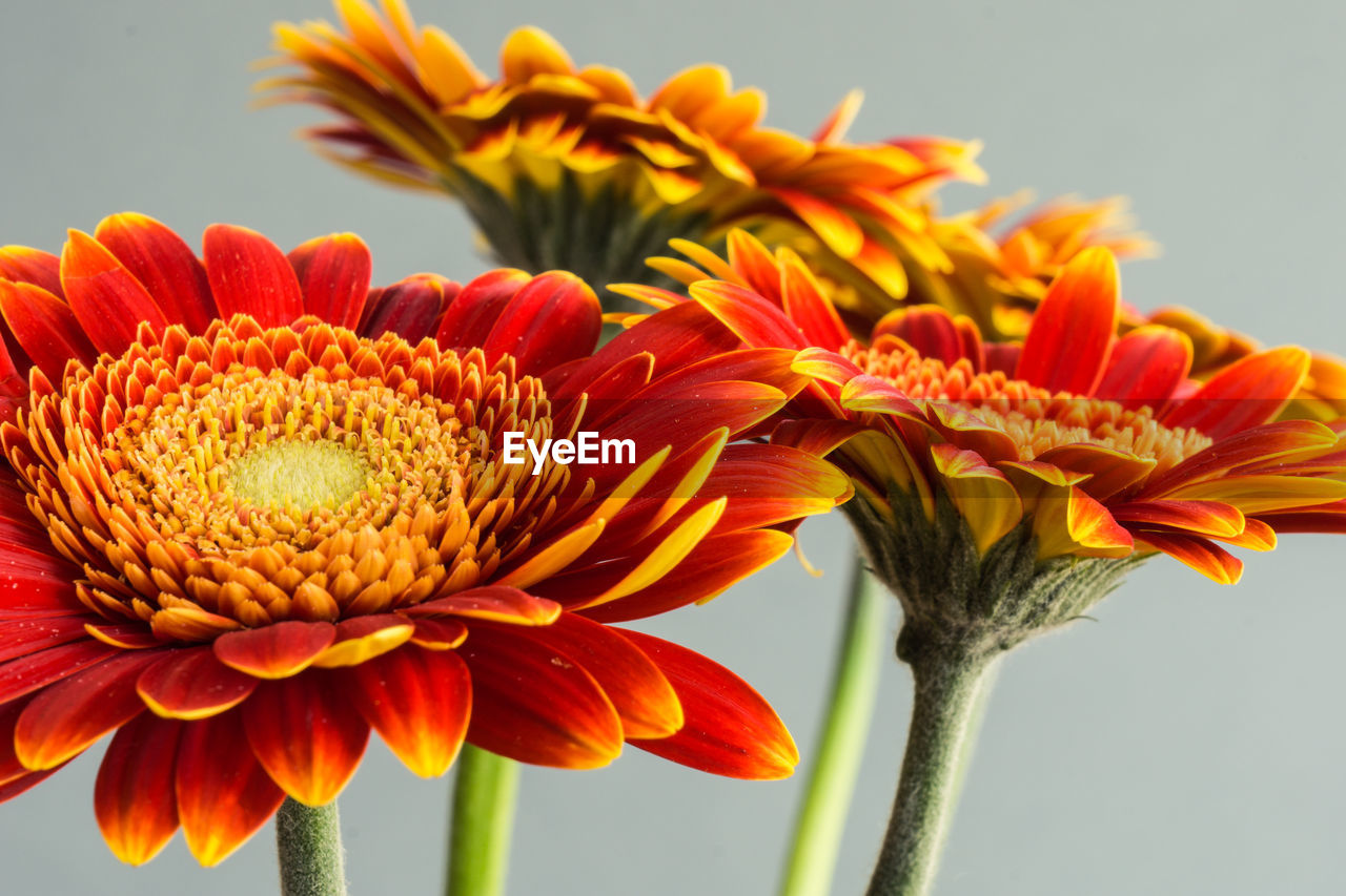 Close-up of red gerbera daisies against white background