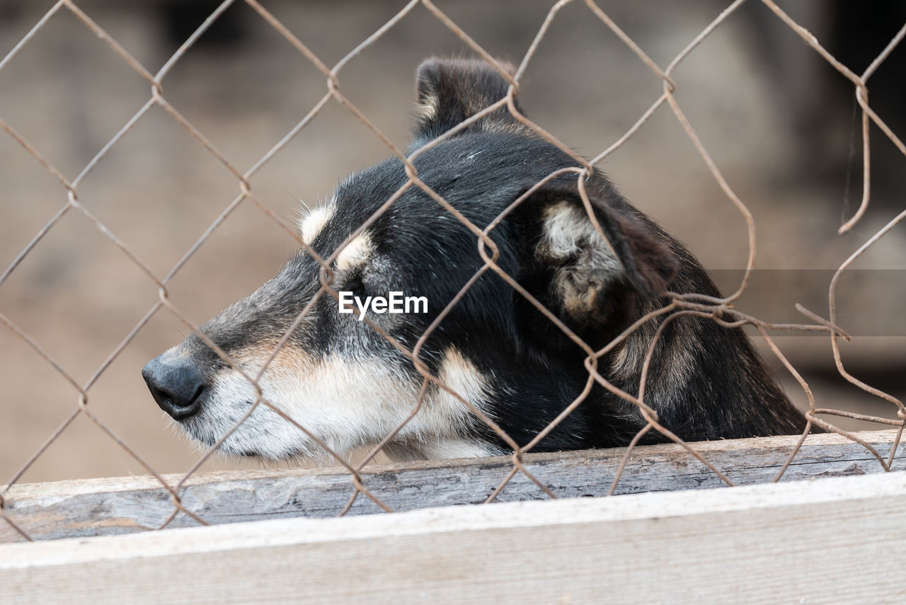 CLOSE-UP OF A HORSE AGAINST FENCE IN ZOO