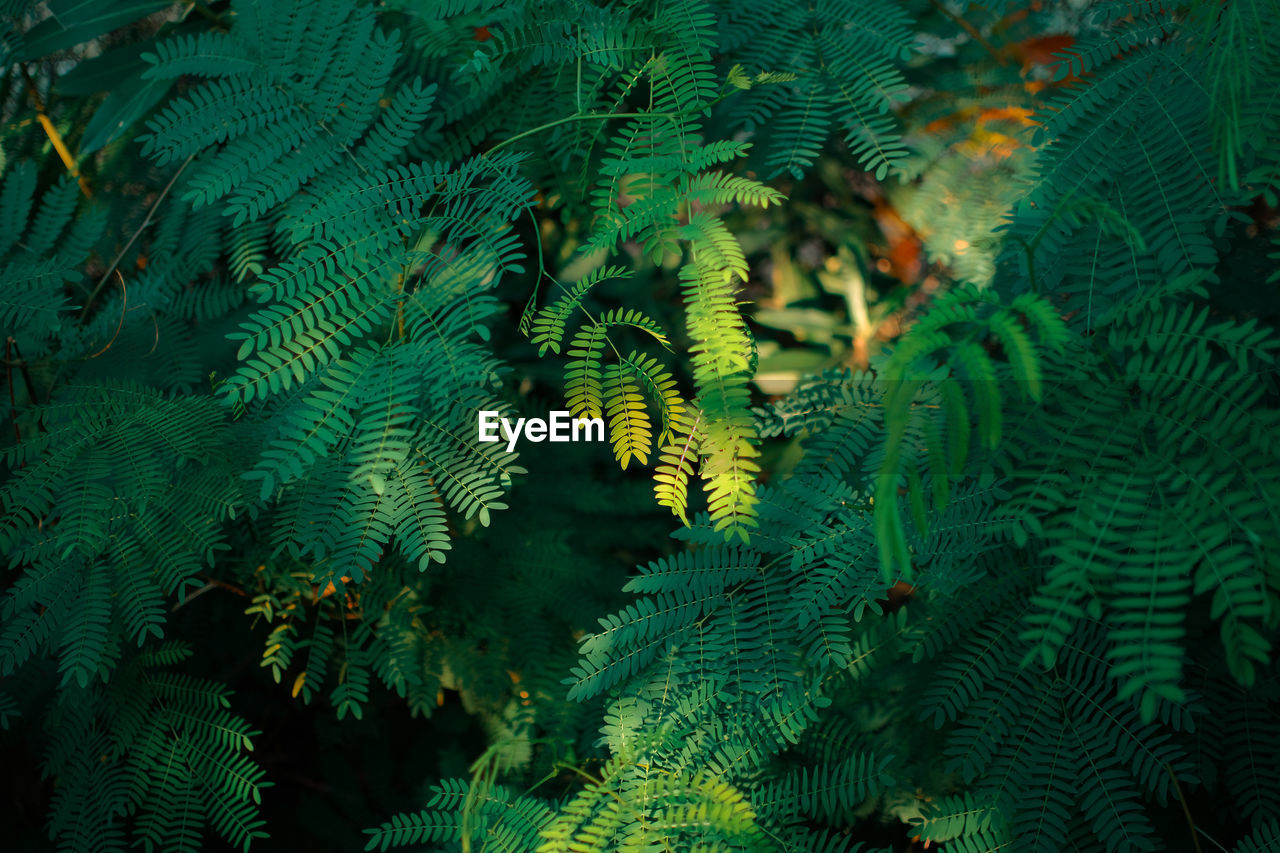 Full frame shot of palm tree in forest