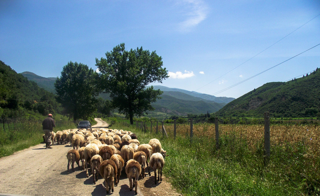 VIEW OF SHEEP ON FIELD