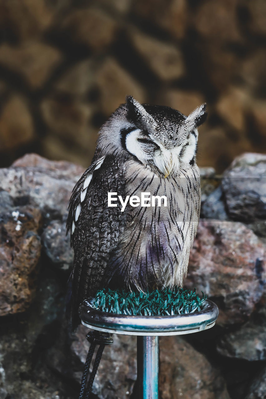 CLOSE-UP OF A BIRD PERCHING ON ROCK