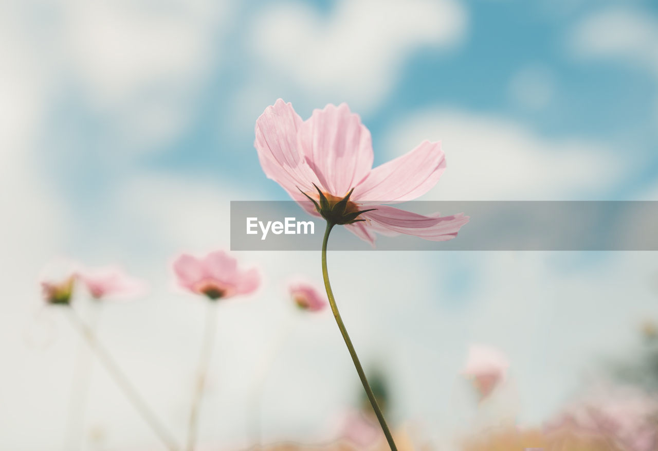 Close-up of pink cosmos flower