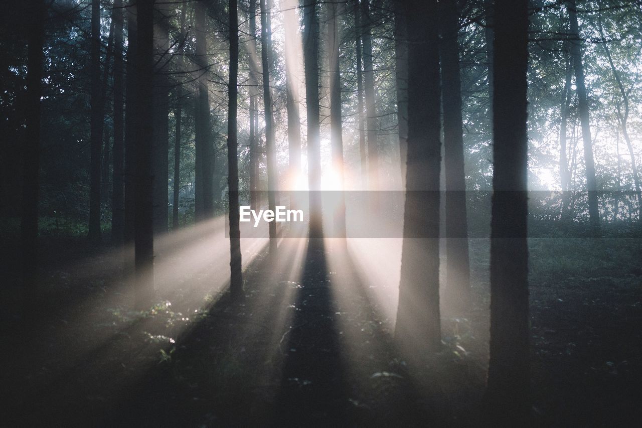 Sun shining through trees in forest