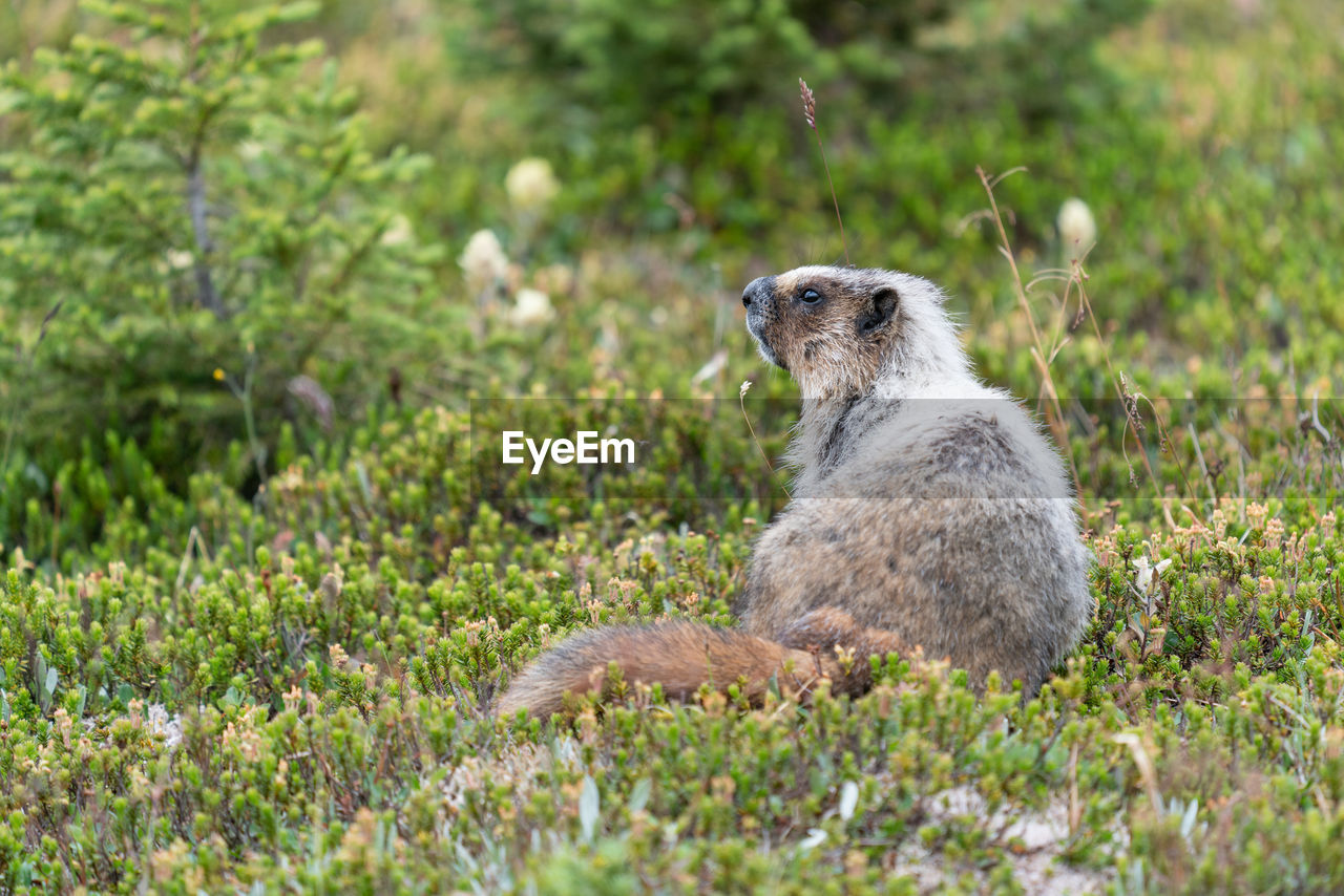 Hoary marmot on land