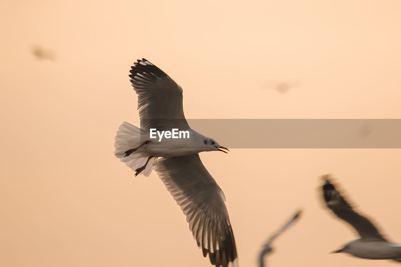 SEAGULLS FLYING IN SKY